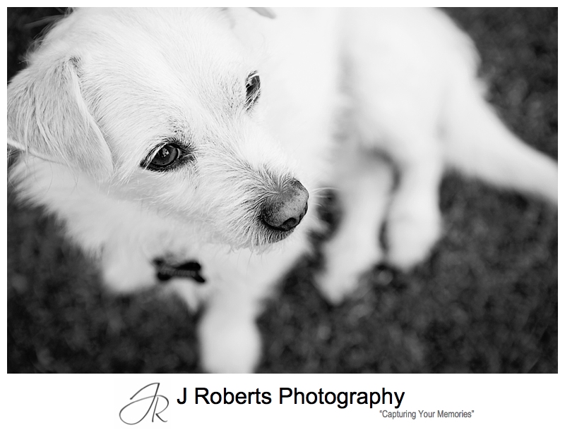 Dog Portrait Photography Sydney Gorgeous Rescue Dog Tom Tom at home Duffys Forest